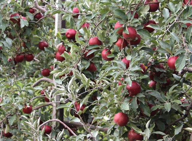 In Residence | apple picking