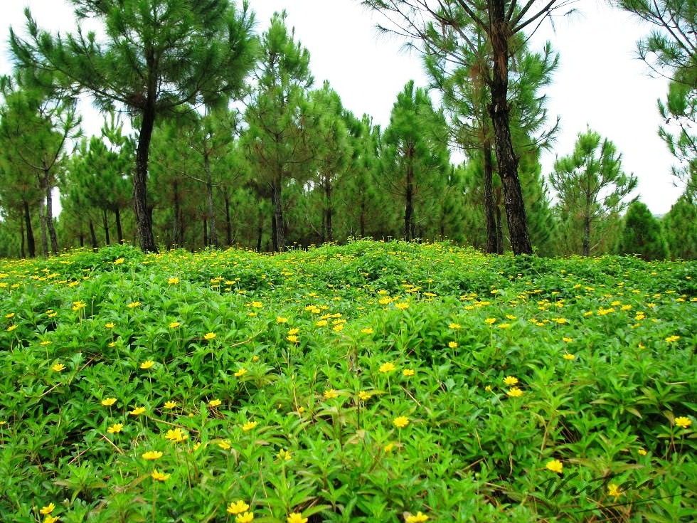 [Image: du-lich-doi-vong-canh-hue-03_zpsqwfwxiee.jpg]