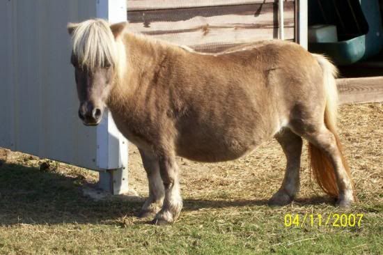 minihorse.jpg