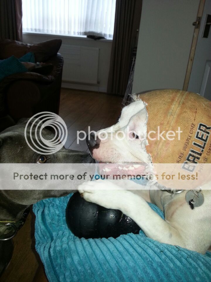 Made Lola a hat :) 20140815_184704_zps51890541